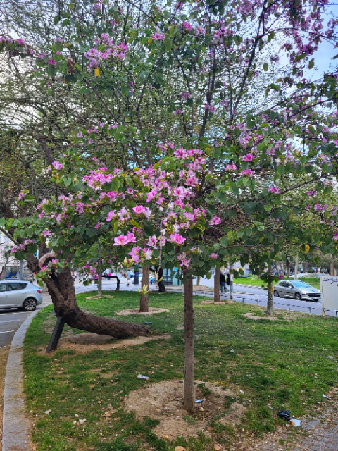 Arbre Pota de vaca