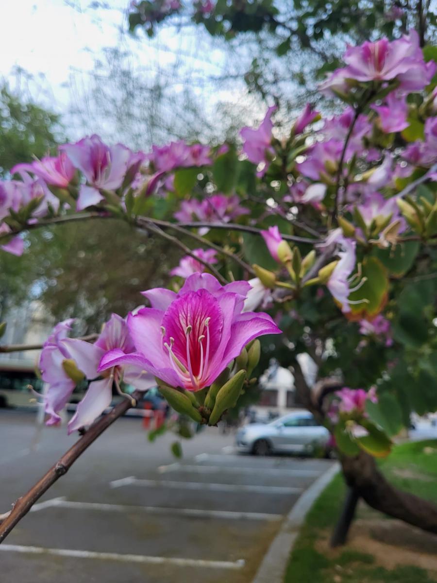 Flor Pota de vaca